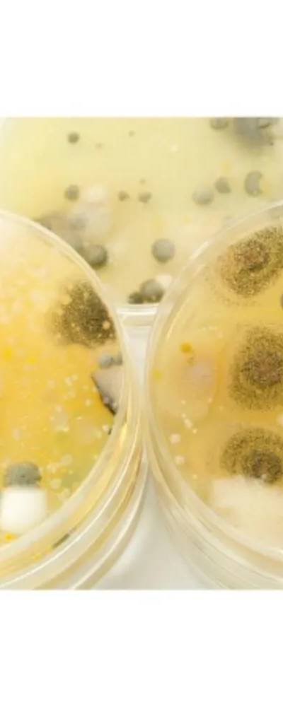 Bacto Agar BD Diagnostics — pot de 454 g