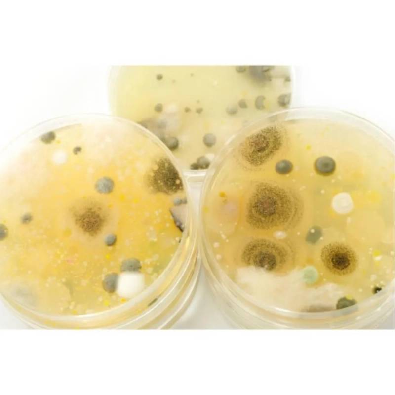 Bacto Agar BD Diagnostics — pot de 454 g